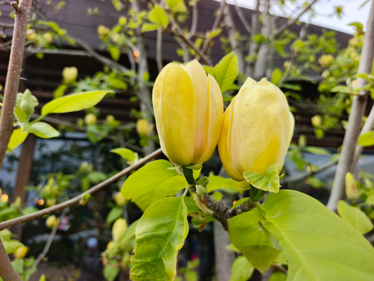 Адлер, ТРЦ Мандарин, Бруклинская магнолия, сорт Желтая птица