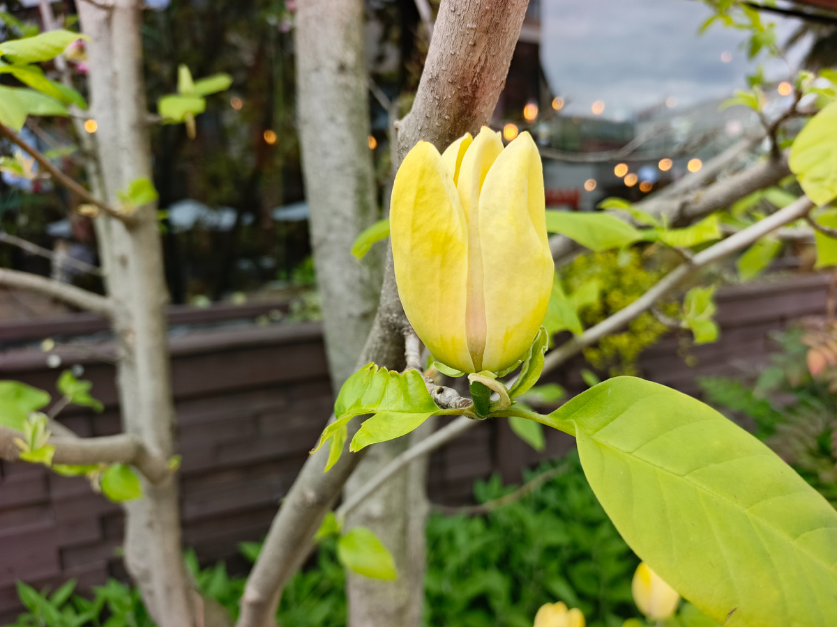 Адлер, ТРЦ Мандарин, Бруклинская магнолия, сорт Желтая птица