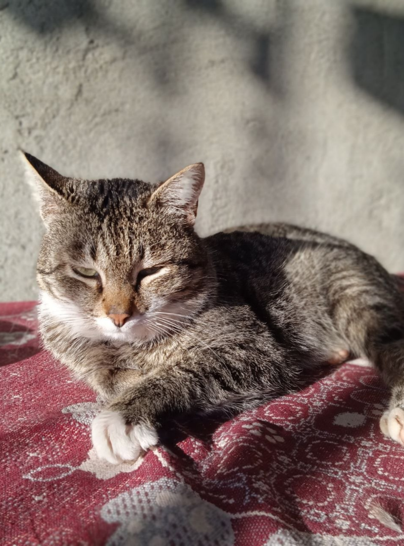 Котик доволен