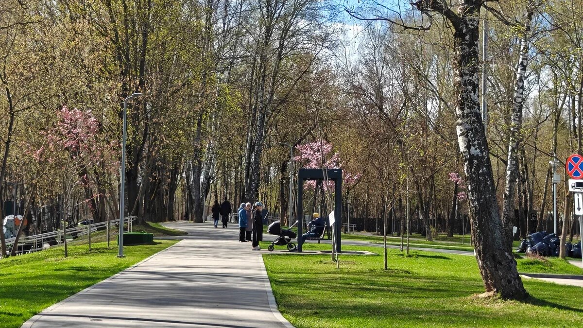 Сакуры в обычном московском дворе. Фото Светы Давыдовой