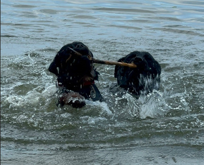 Купание собаки в водоеме: 5 ошибок, которые превращают радость в проблему