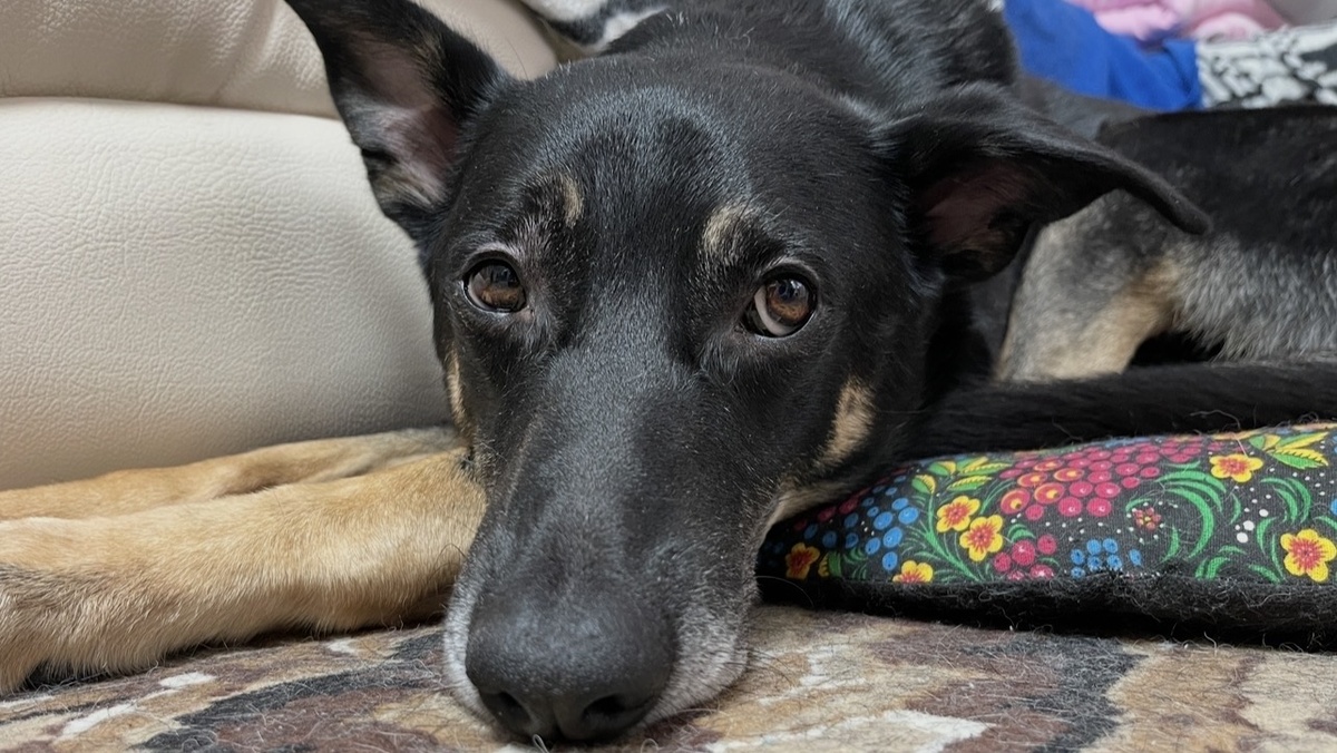 А я не понимаю, как ее поддержать 🤷‍♂️. Разве... Просто посидеть рядом с ней. Или полежать у ее ног.