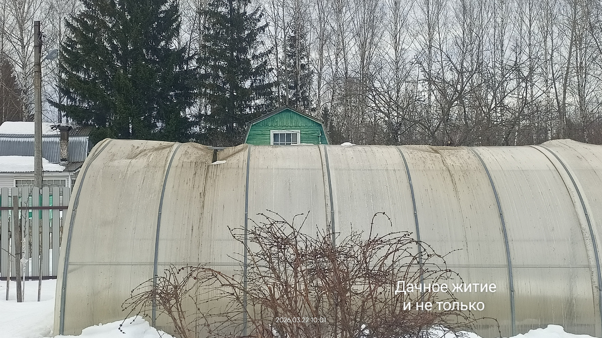 Моя порванная теплица в конце марта