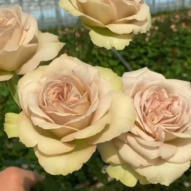 Нотр Дам из каталога