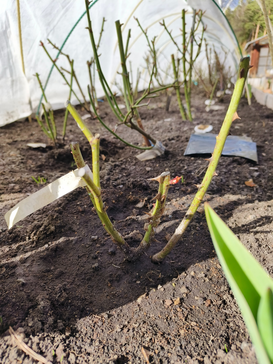 Гейша срезочная