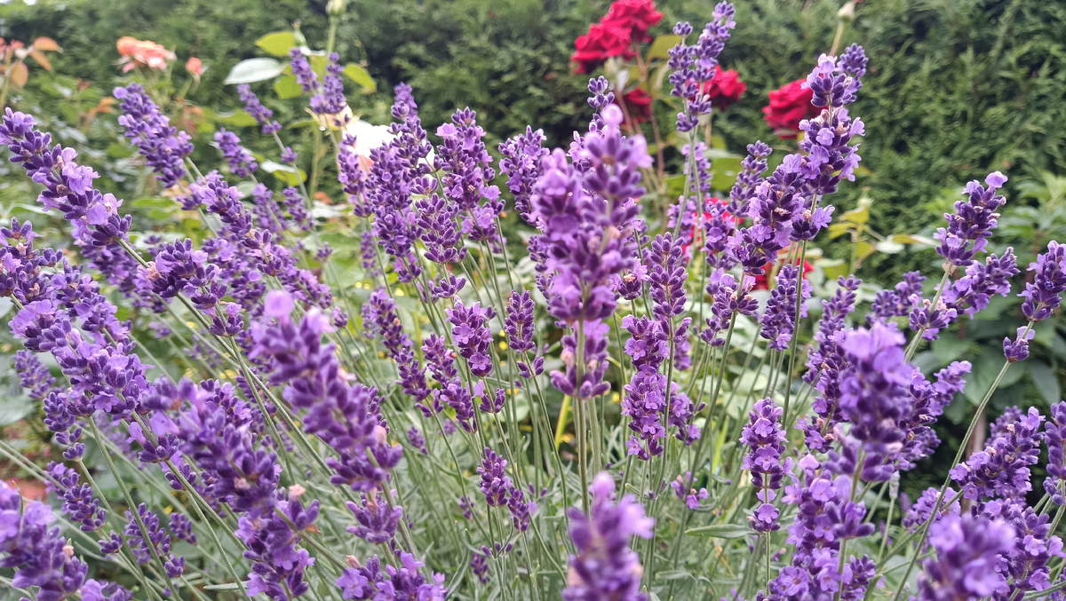 АНГЛИЙСКАЯ УЗКОЛИСТНАЯ ЛАВАНДА
