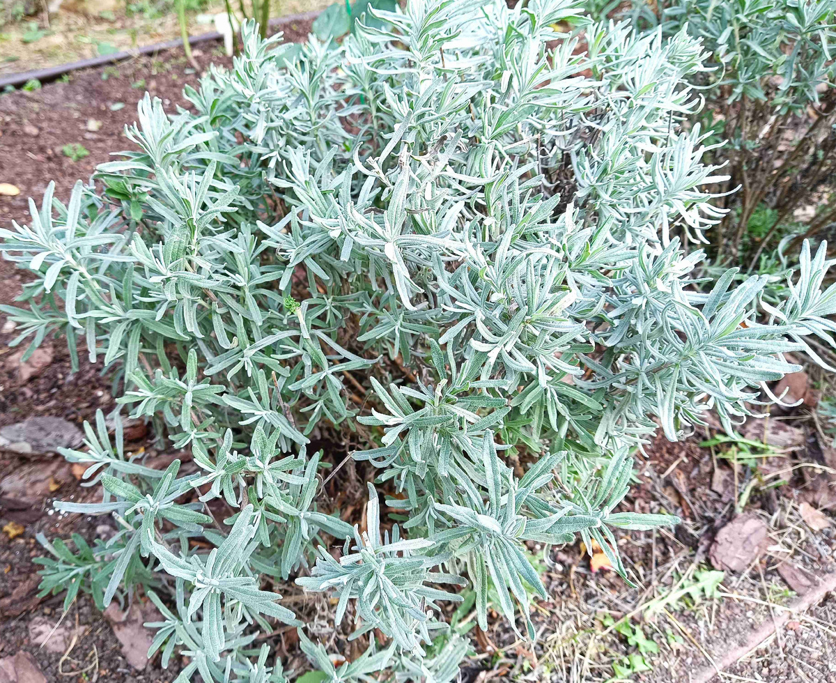 ЛАВАНДА ВЕСНОЙ