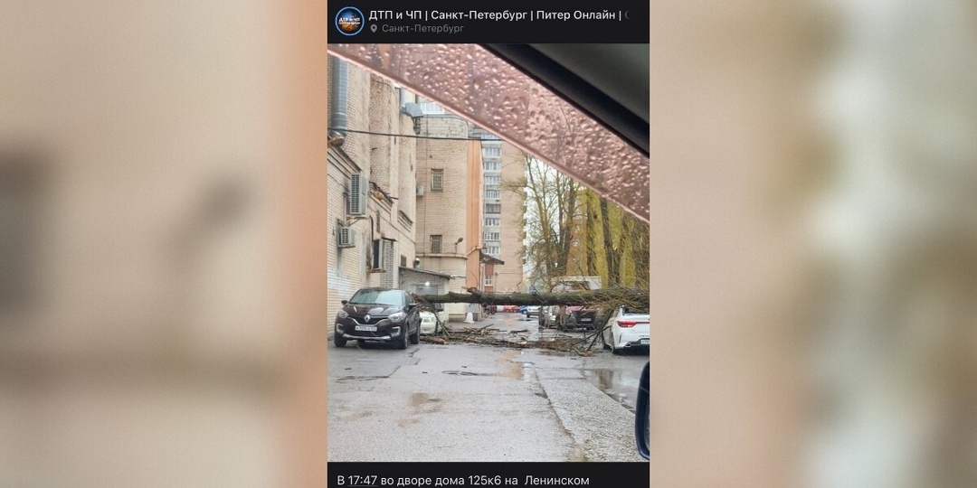 На Ленинском деревья рухнули на припаркованные машины