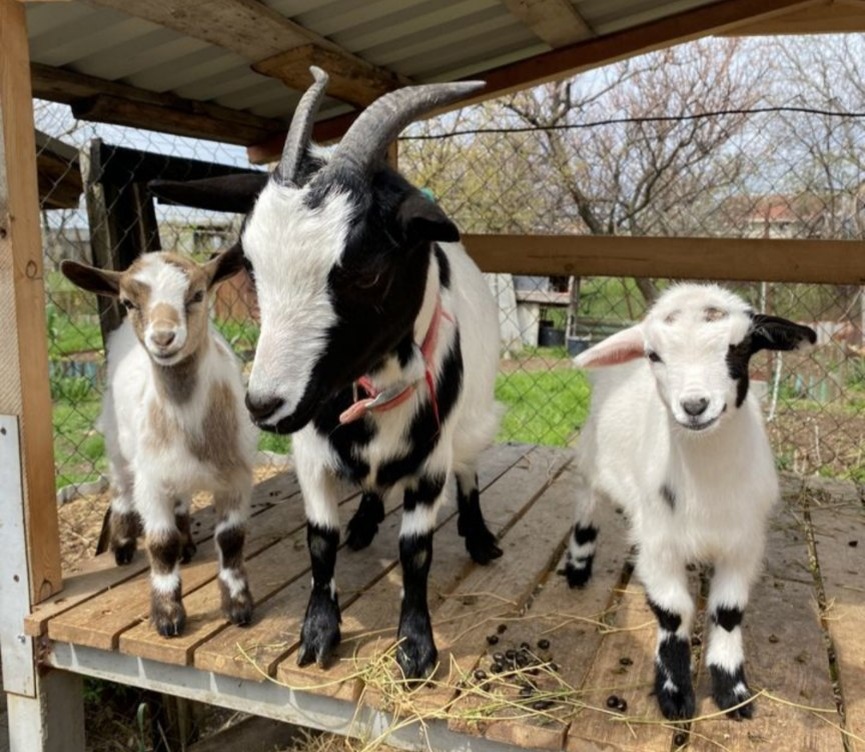 Фото Мии из  Таниного объявления на Авито