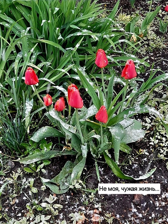 26 апреля 2025 год (фото автора)