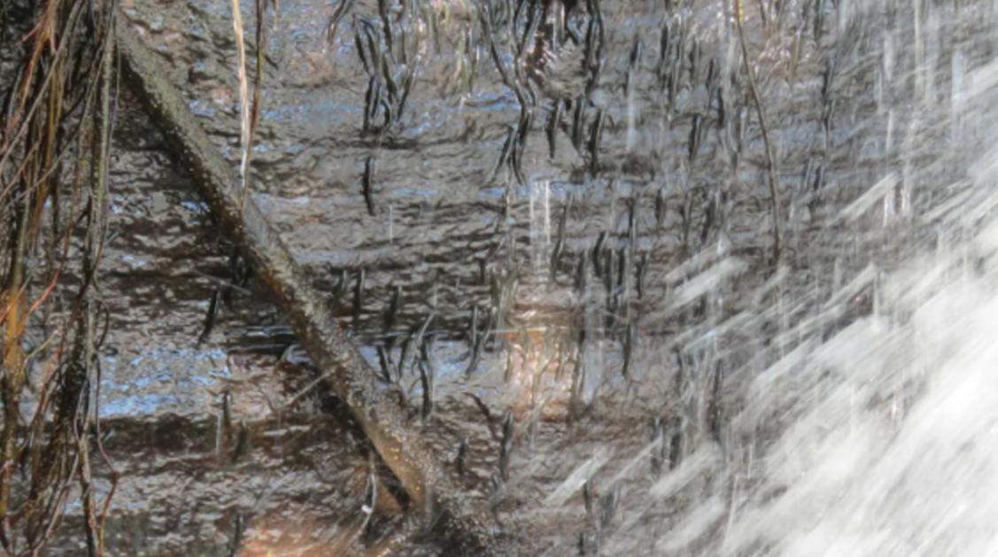 Картинка невзрачная, но рыбок видно. Отмечается, что эт оскрин с того самого видео