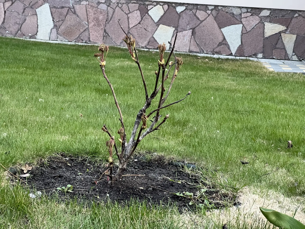 Кустрниковый пион после двух зим в моем саду