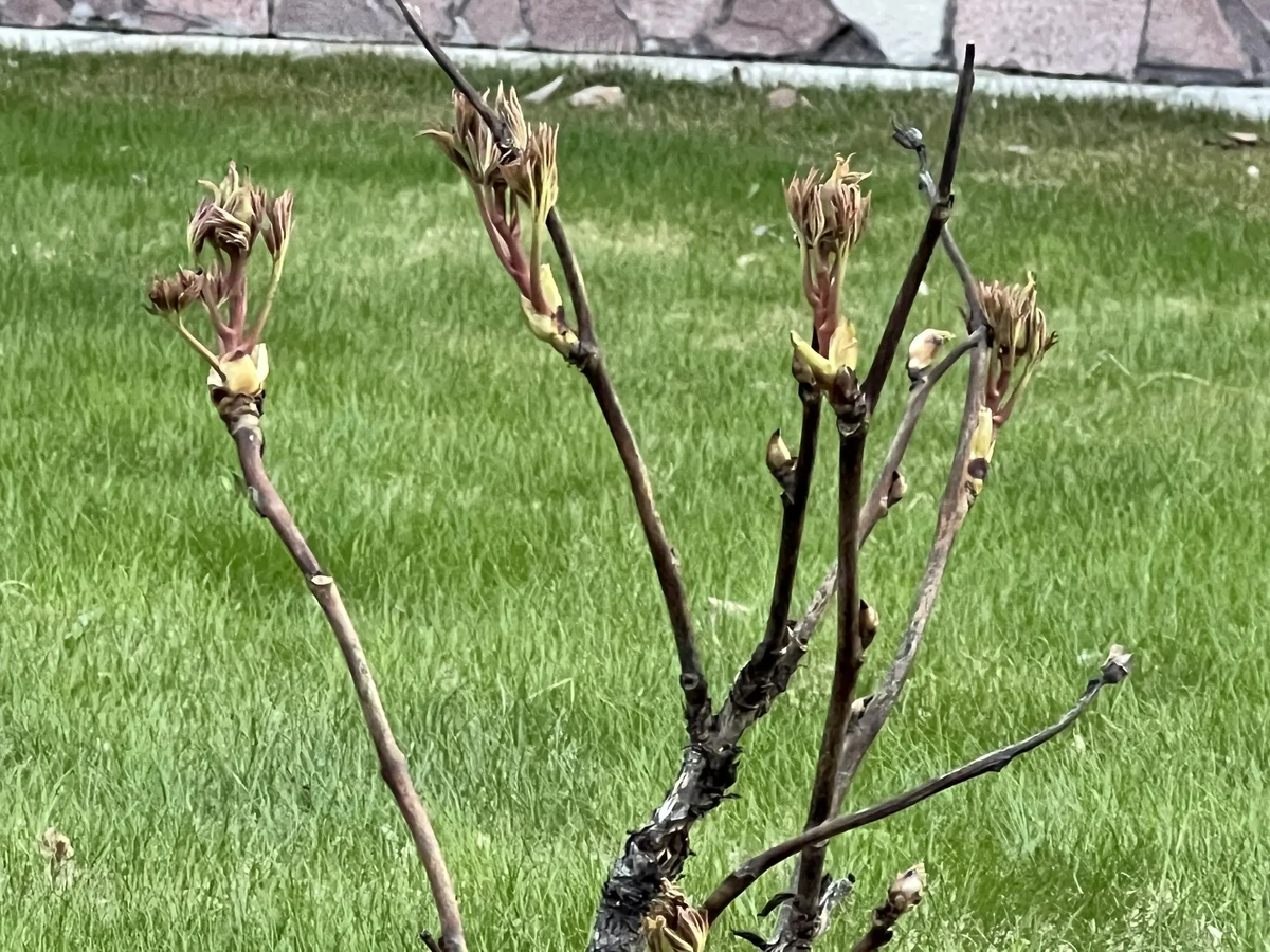 Одревесневшие побеги (ветки) с новыми побегами