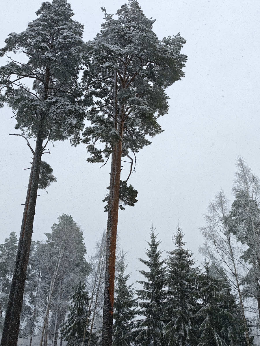 Деревья в снегу стоят