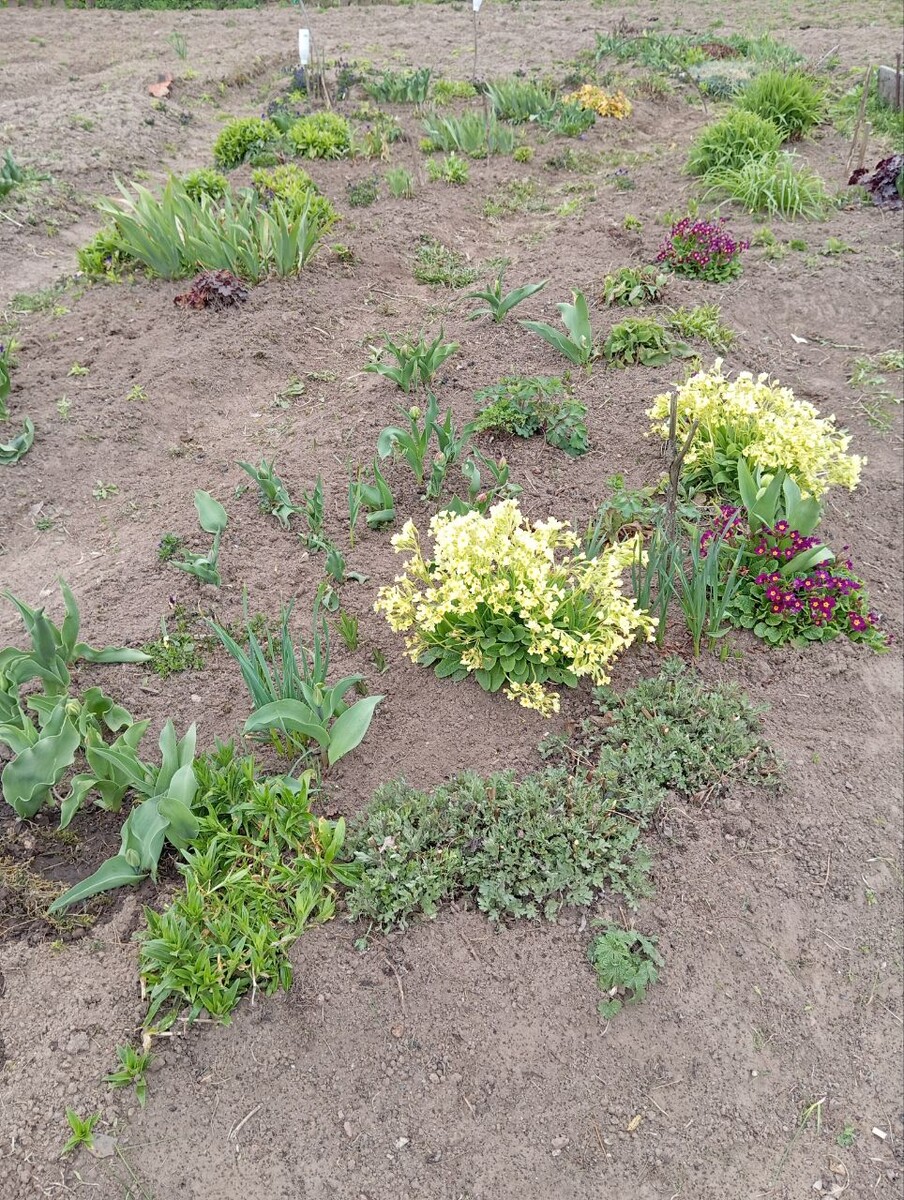 Тюльпаны и многолетники. 