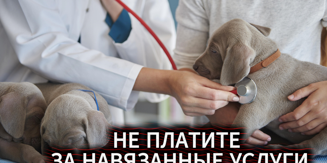 Счёт в Ветклинике вырос в 3 раза? Верховный суд и новый закон сказали, почему это незаконно в 2026 году