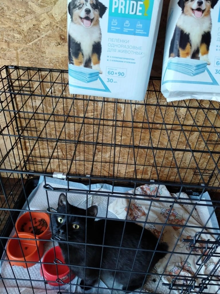 Жучок-котик инвалид. 