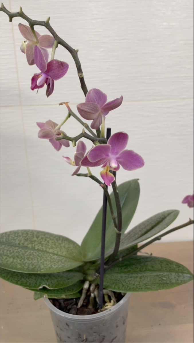 Орхидея фаленопсис Парфюмерная Фабрика Диффузия / Phalaenopsis Perfume Factory Diffusion. Орхидеи С Еленой Кузнецовой