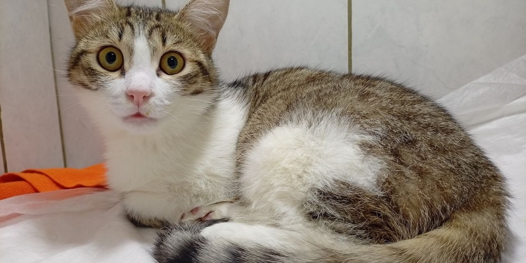 Котёнок Сава борется за каждый вдох. Операция 30 апреля