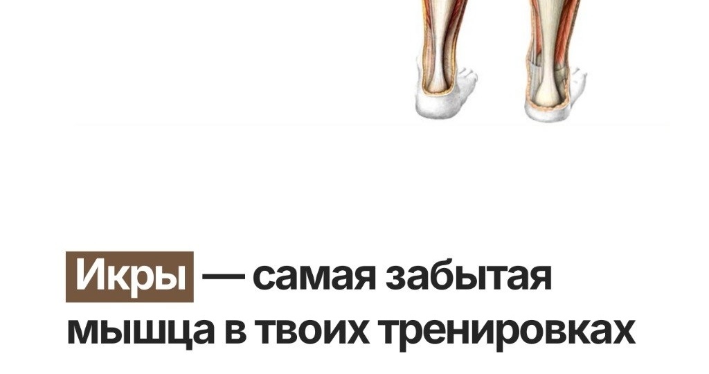 Икры — самая забытая мышца в твоих тренировках