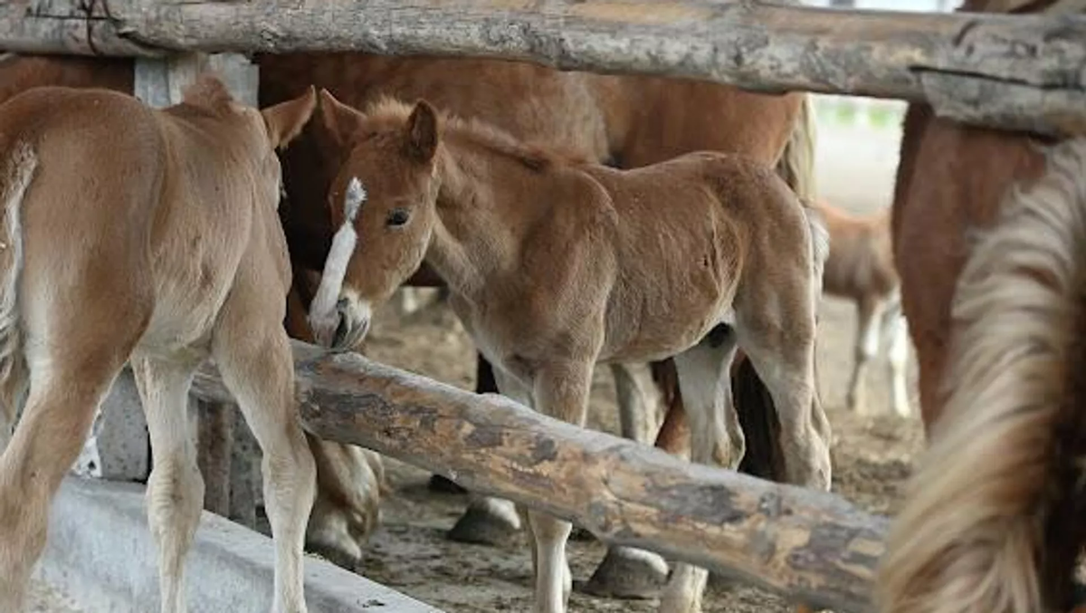 © Sputnik / Татьяна Федоренко