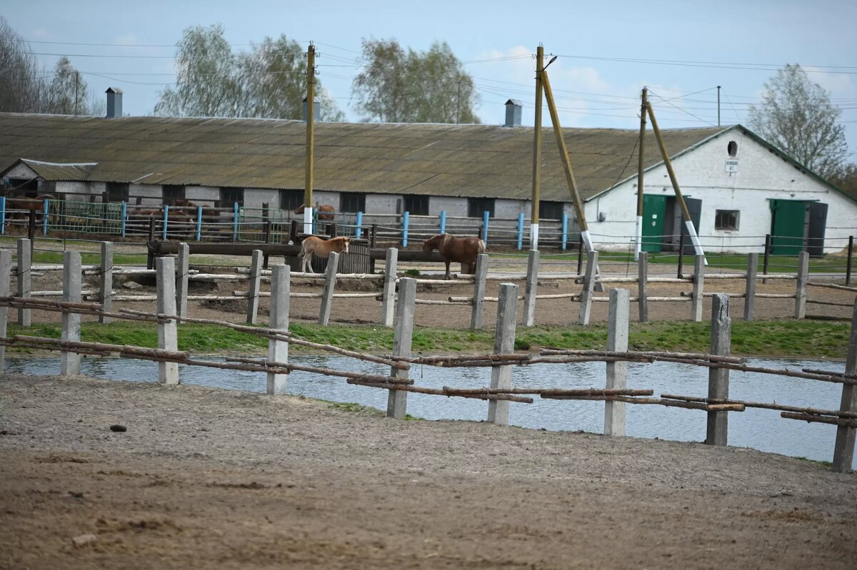 Лошади породы русский тяжеловоз в в Полесском радиационно-экологическом заповеднике
© Sputnik / Татьяна Федоренко