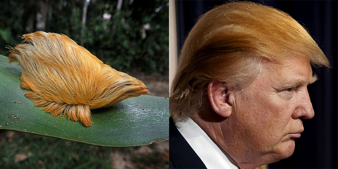 Существо, похожее на причёску Трампа