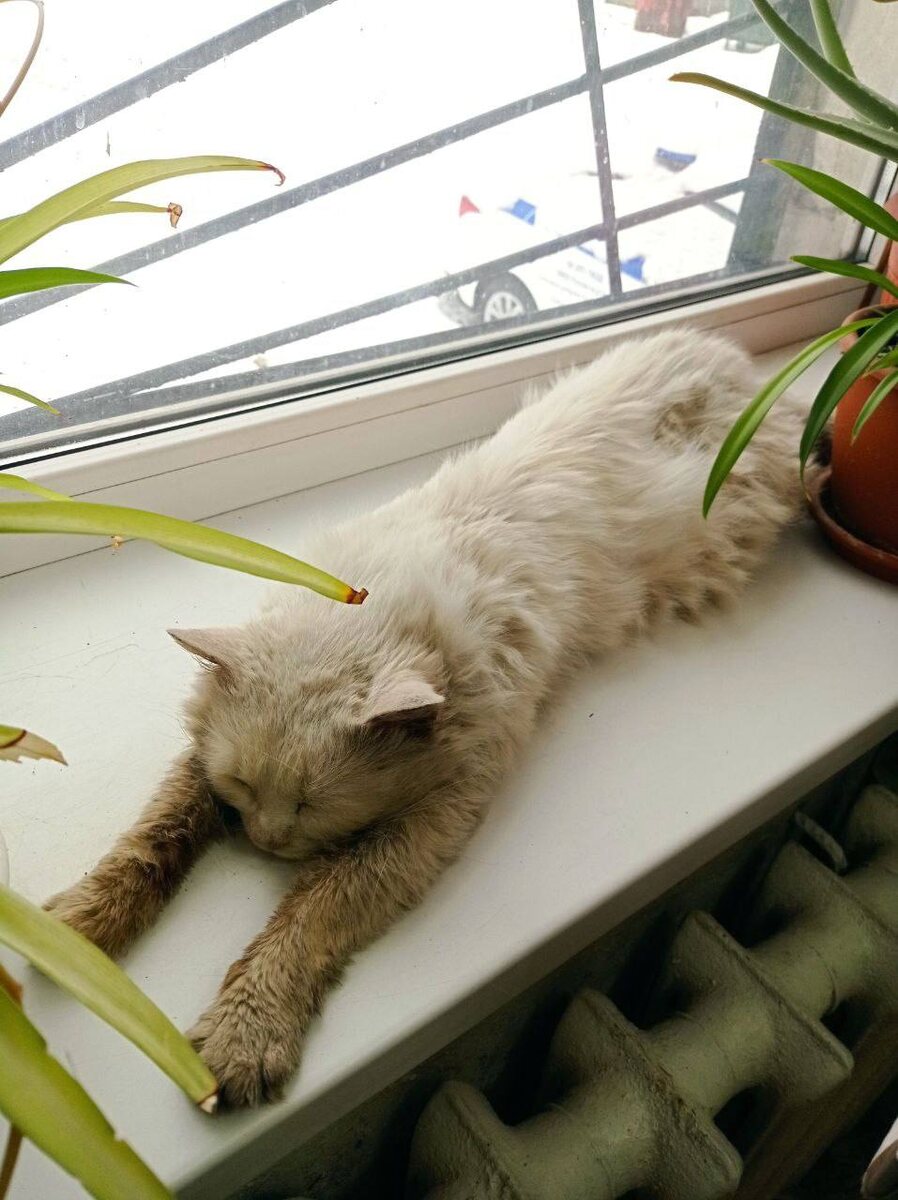 Кот впервые греется в помещении