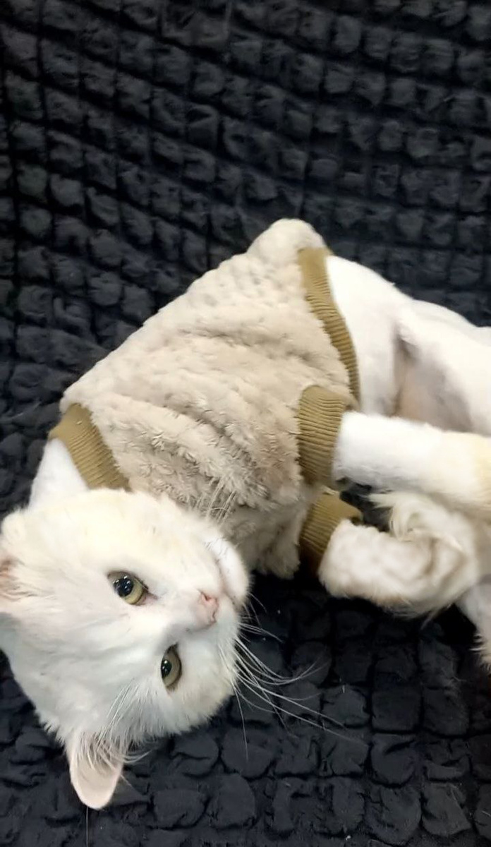 Такой вот милый котомужчина. Уже без обречённости во взгляде.