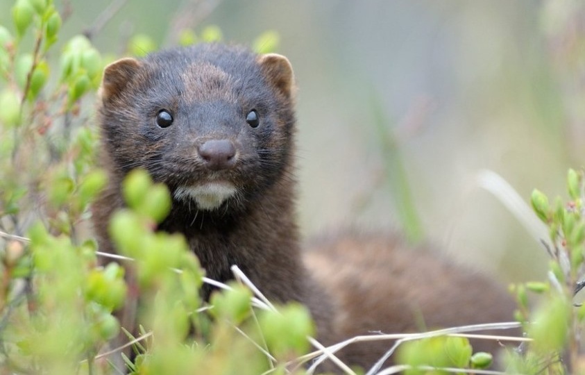 Жители Чукотки могут помочь учёным в исследованиях американской норки