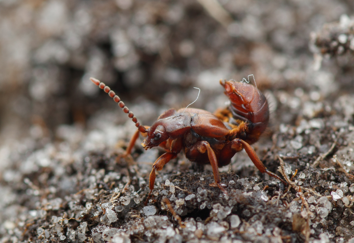 Речь пойдёт об этом жуке, который паразитирует в муравейниках. 