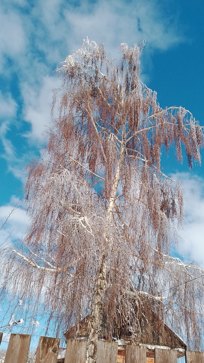 Берёза на соседнем участке вся во льду