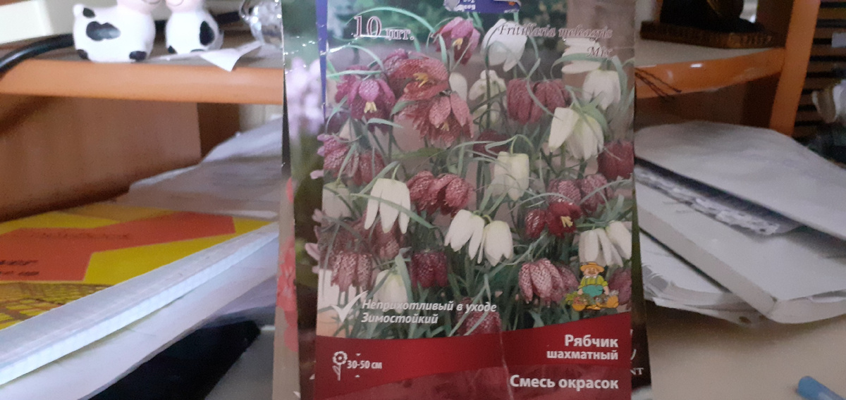 РЯБИК ПО ОКРАСКЕ ПОХОЖ И НА ШАХМАТНУЮ ДОСКУ.
