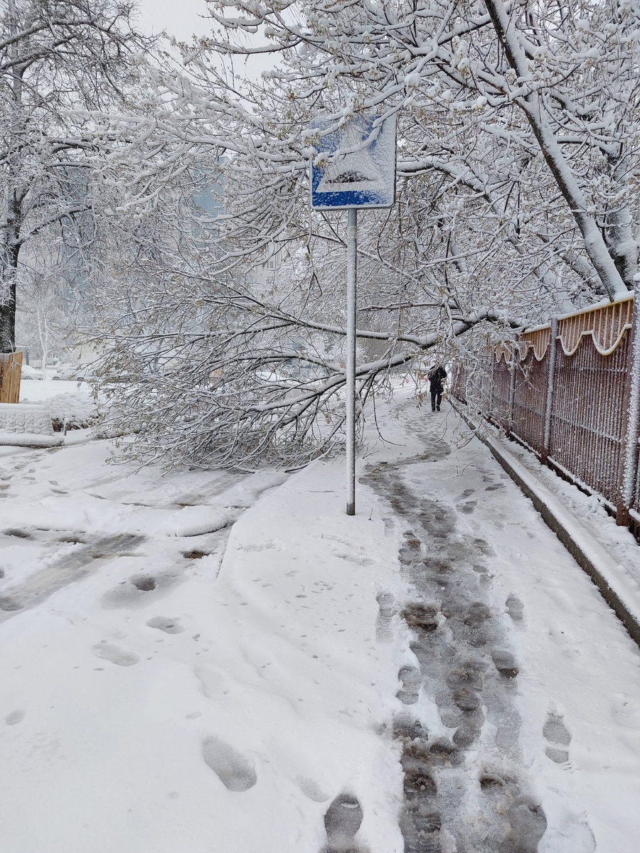 Даже дерево рухнуло, пребывая в шоке от погоды