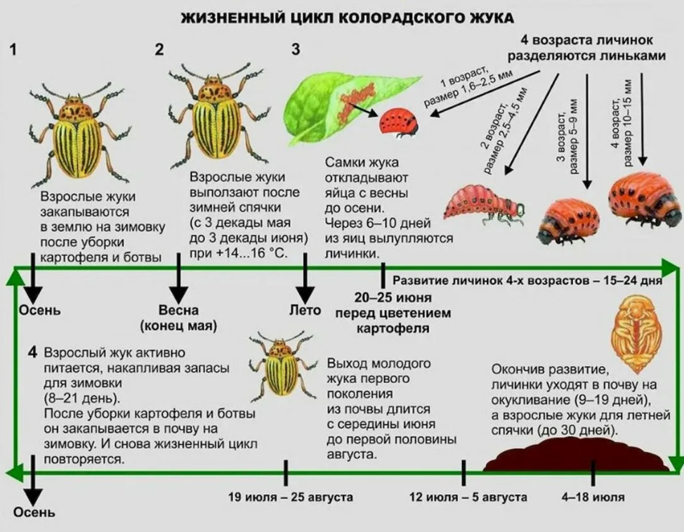 Стадии развития колорадский колорадского жука
