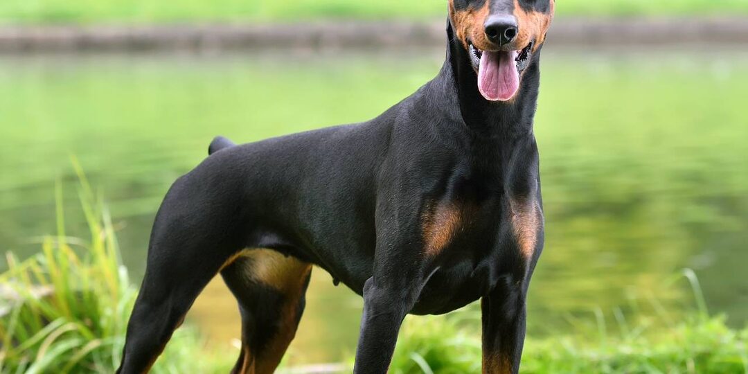 Доберман — страж, друг и легенда на четырех лапах