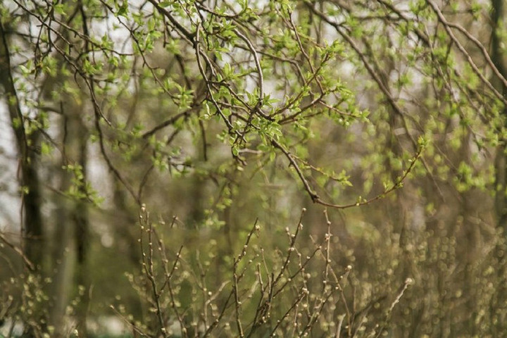 Дождь и до +6°C ожидается в Нижнем Новгороде 27 апреля