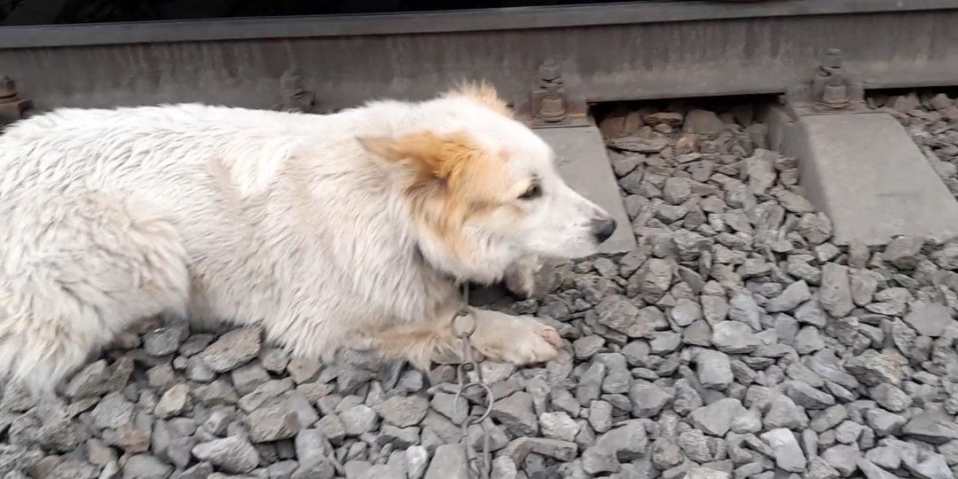 Свердловские добровольцы спасли собаку, прикованную к ЖД путям