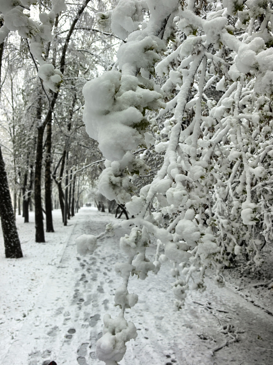 Много снега на ветках