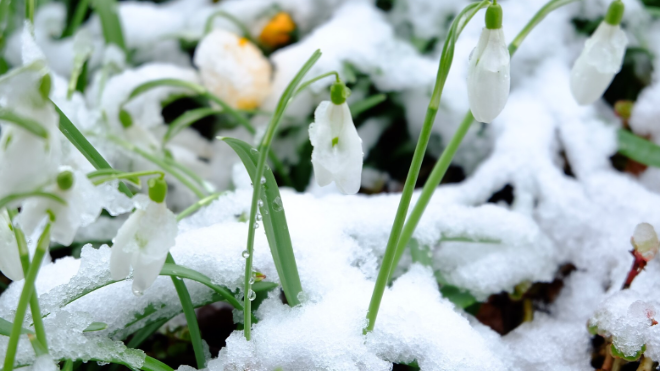 Фото: https://ru.freepik.com/free-photo/closeup-snowdrops-covered-snow-sunlight_10860968.htm#