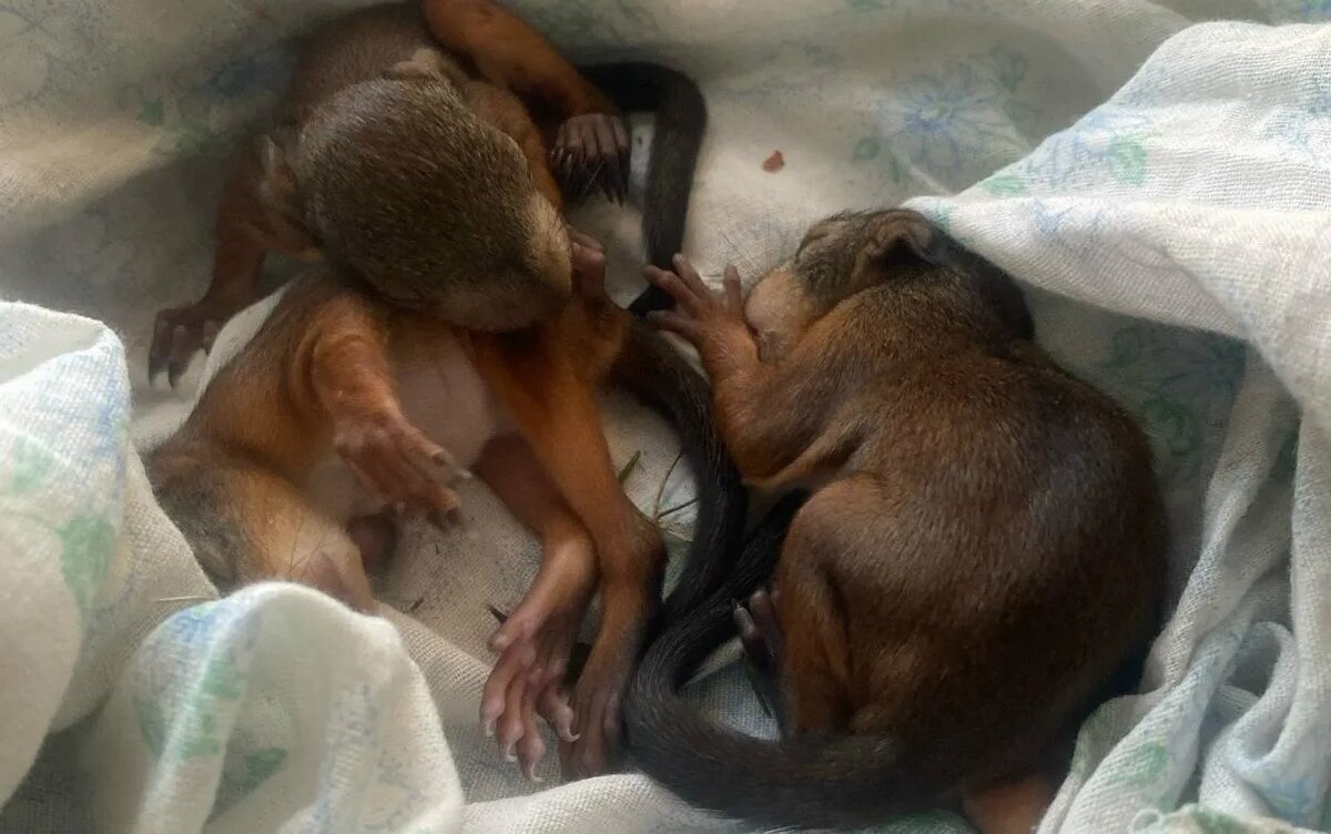    Новорожденных бельчат спасли в парке Кирова в Ижевске