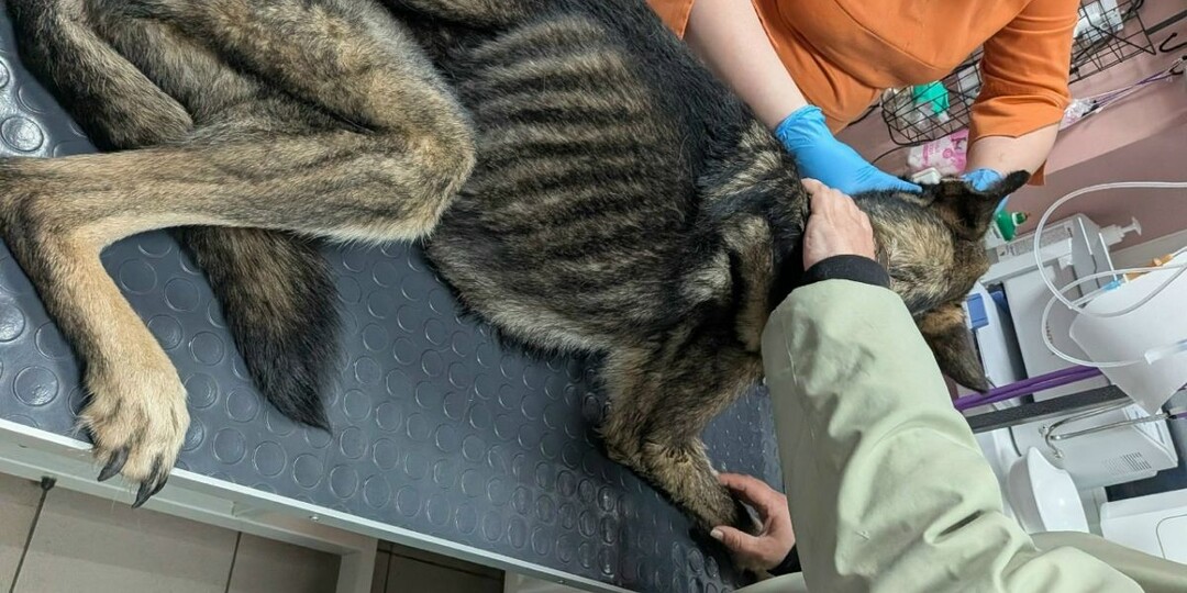 Истощённого пса отняли у неблагополучной хозяйки в Калужской области