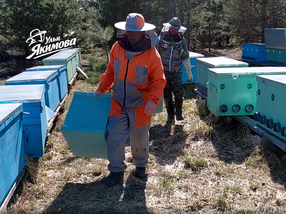 Работа на пасеке клиента с ульями-лежаками Якимова
