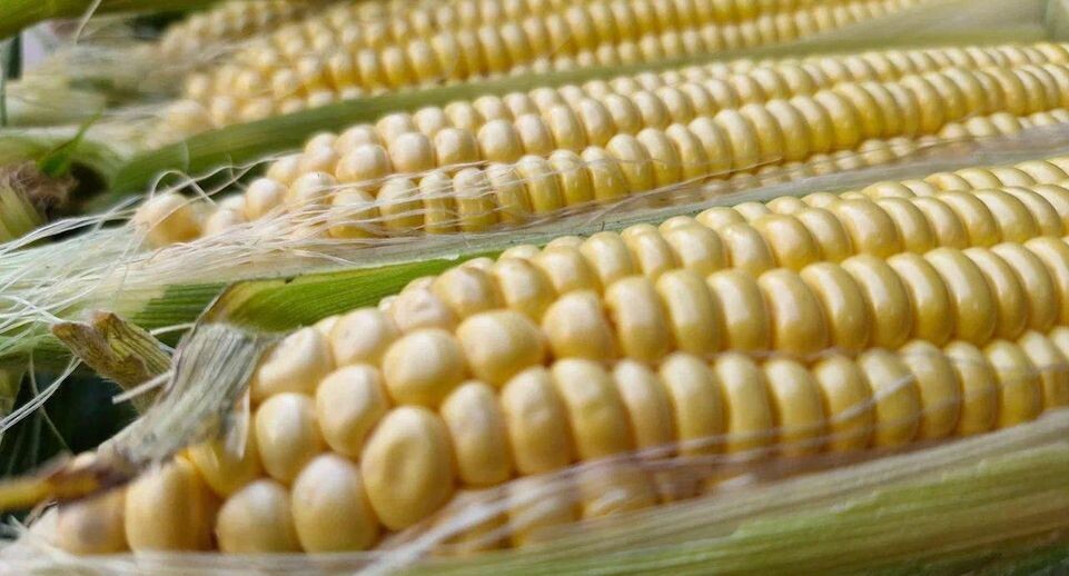    REGIONS/Наталья Надточая