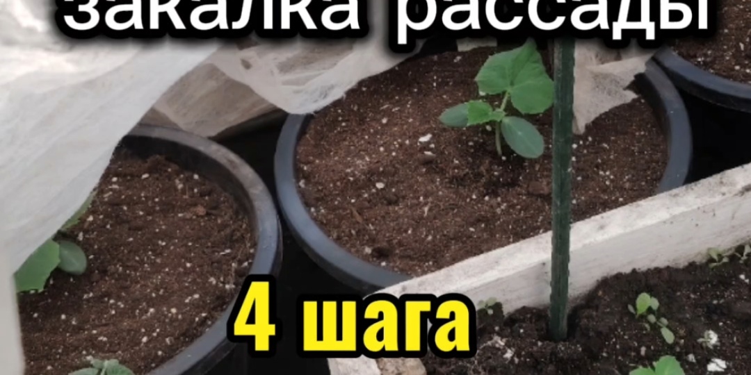 Закалка рассады в теплице: 4 важных шага, чтобы растения не сгорели и не замёрзли