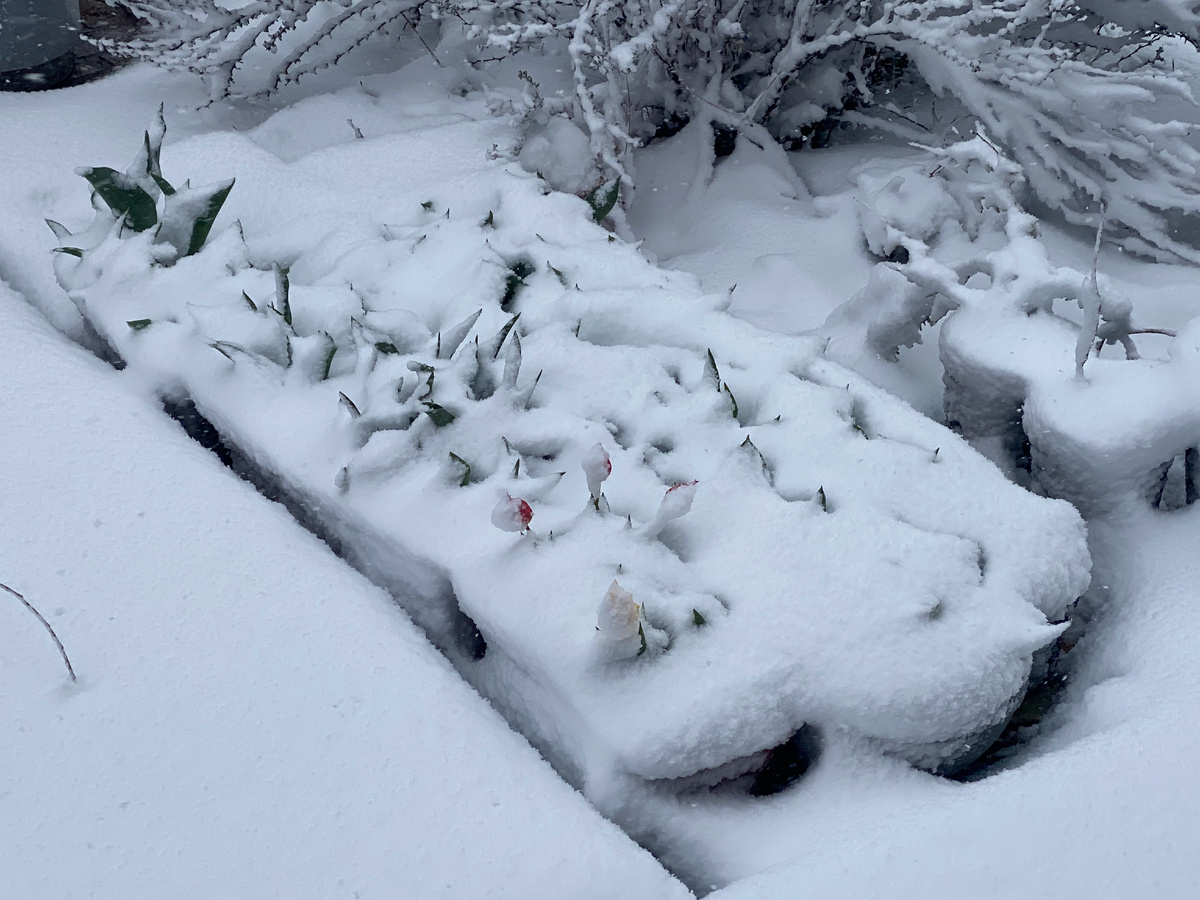 Тюльпаны под снегом в апреле, фото автора