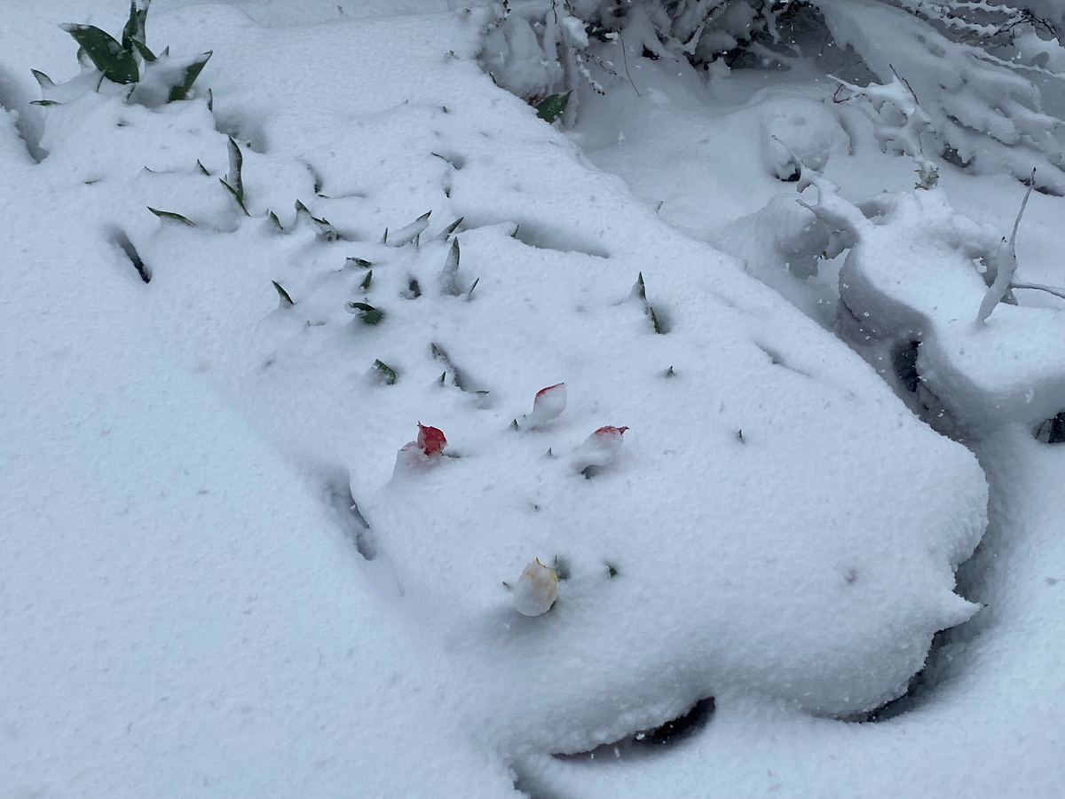 Тюльпаны под снегом в апреле, фото автора