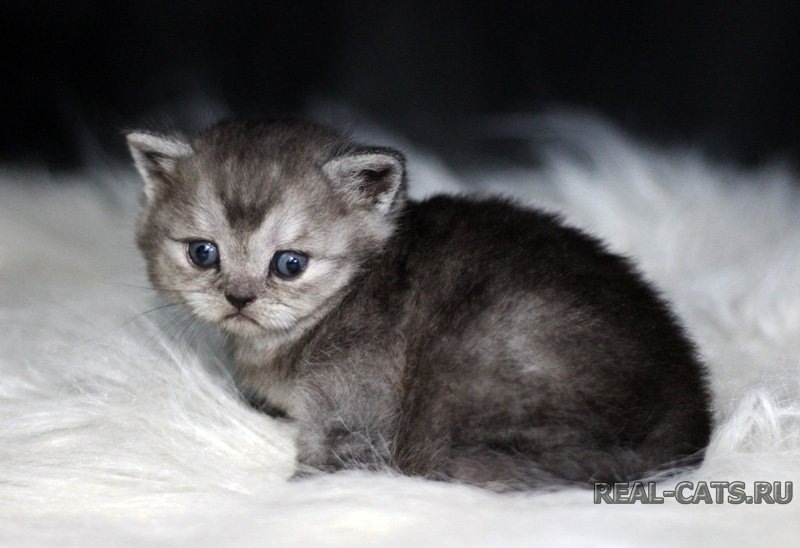 Котёнок Funtic Real cats окрас черный дым