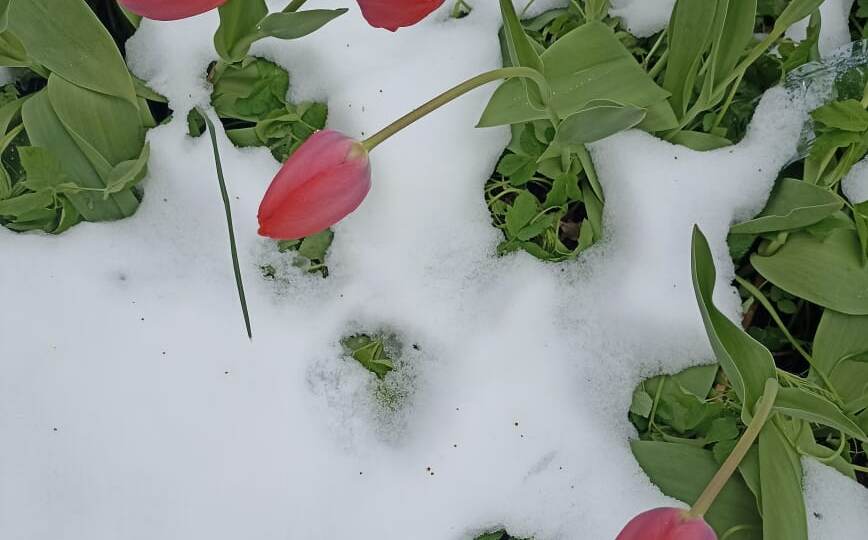 Апрельский снегопад в Москве. Точно ли у природы нет плохой погоды?