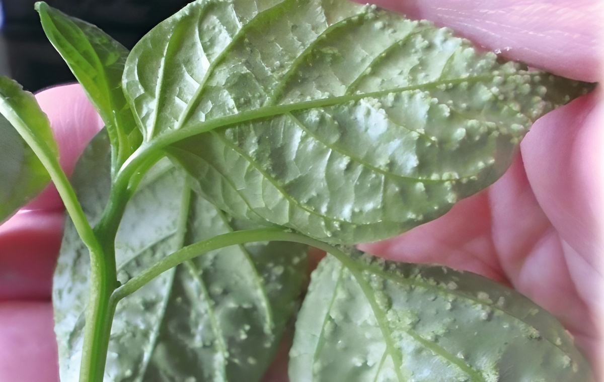 Пупырышки на листьях рассады: что это и как спасти растения? Водянка на рассаде перца. Фото VK